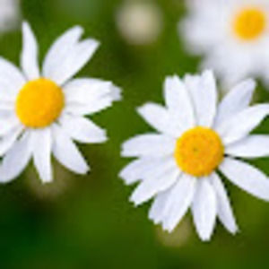 Meet your Posher, Daisygirl77